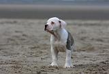 BOULEDOGUE AMERICAIN 233